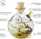 Shrimp Bubble Self-Sustaining Ecosystem
