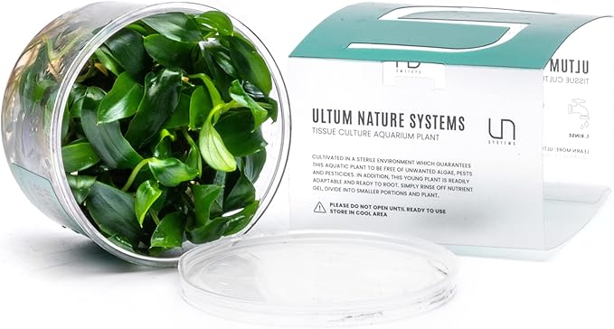 Ultum Nature Systems Homalomena Sp. Sekadau South Tissue Culture Live Plant for Aquarium, Aquascape, Freshwater Fish Tanks - 100% Snail Free in Vitro