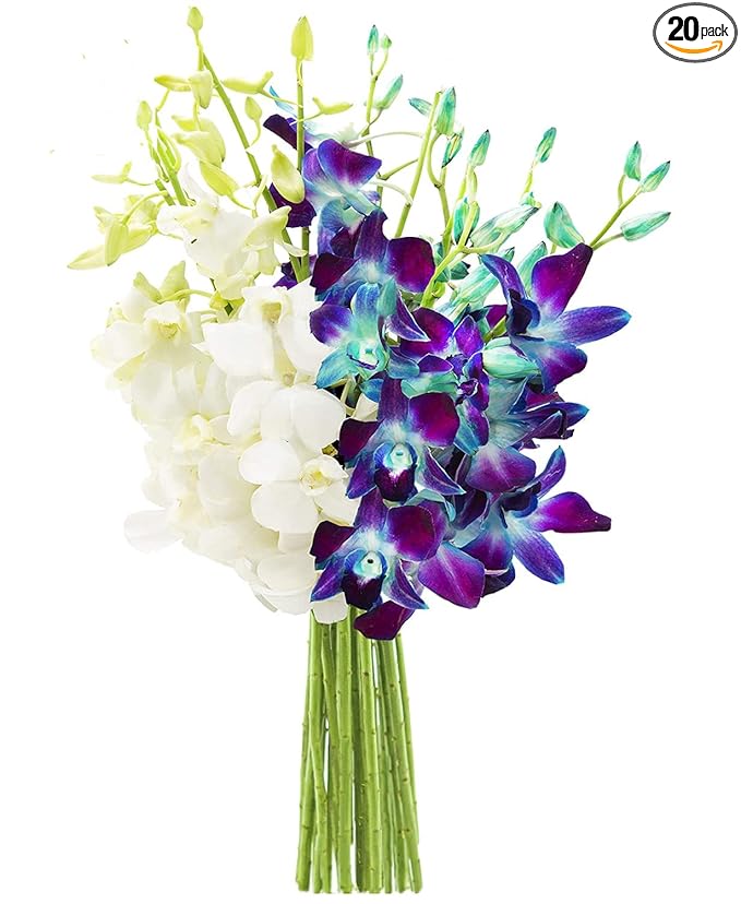 KaBloom Flowers - Denali Collection : Bouquet of 10 Blue and 10 White Orchid Gift for Birthday, Sympathy, Anniversary, Get Well, Thank You, Valentine, Mother’s Day Flowers