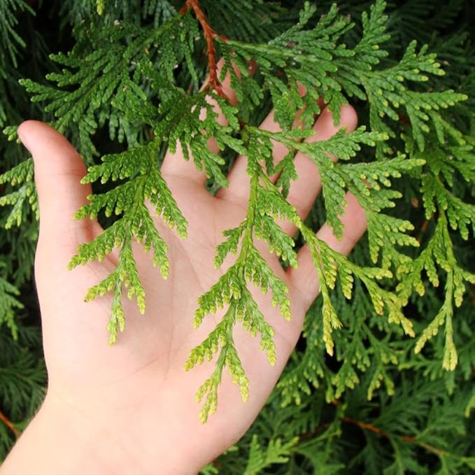 Brighter Blooms - Thuja Green Giant Arborvitae, 6-7 ft. - No Shipping to AK, AZ, HI, OR