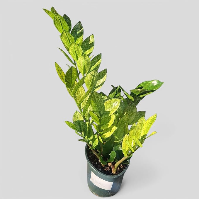 RedCrocus Chameleon ZZ Plant- Variegated Zamioculcas zamiifolia Indoor Plant, Pet Safe, Low Maintenance, Decorative Foliage, Container Friendly, Indoor Office & Shade Garden 6" Pot
