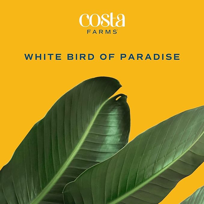 Costa Farms White Bird of Paradise, Strelitzia nicolai, Live Indoor Plant in Décor Planter Pot, Air-Purifying Tropical Houseplant, Housewarming Gift, Living Room, Office, and Home Decor, 2-3 Feet Tall