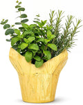 Live Aromatic and Healthy Herb Combo in Deco Cover - Breathe Better, Combo Includes Eucalpytus, Mint, and Rosemary, 12" Tall by 6" Wide in 1.25 Quart Pot