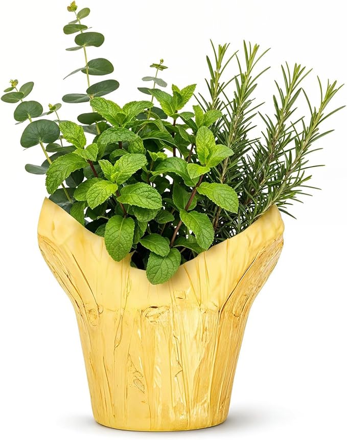 Live Aromatic and Healthy Herb Combo in Deco Cover - Breathe Better, Combo Includes Eucalpytus, Mint, and Rosemary, 12" Tall by 6" Wide in 1.25 Quart Pot