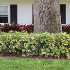 Arboricola Variegated Schefflera Trinette I 3 Live Plants I Vibrant Green & Yellow Foliage, Easy-Care Indoor & Outdoor Plant, Air-Purifying, Ideal for Home