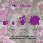 BubbleBlooms Peperomia Assortment Set of 3 in 2 inch pots