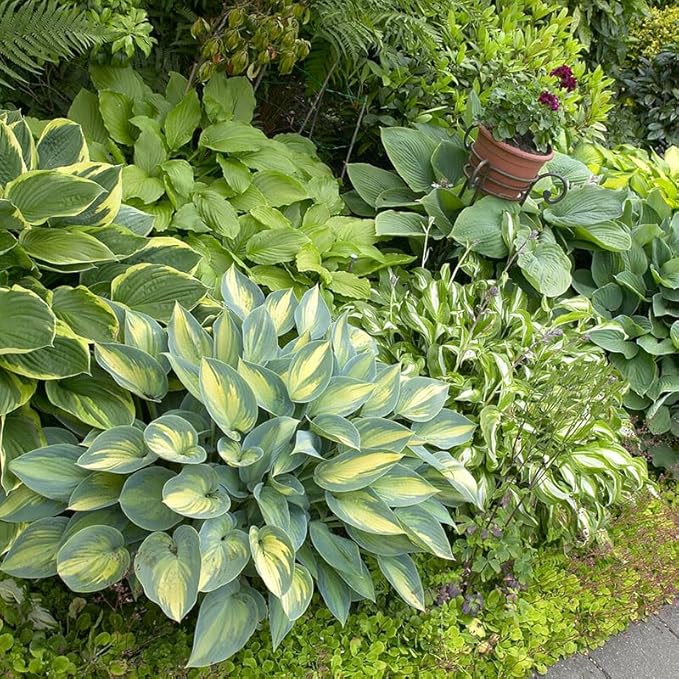 Mixed Hosta Perennials (6 Pack of Bare Roots) - Great Hardy Shade Plants