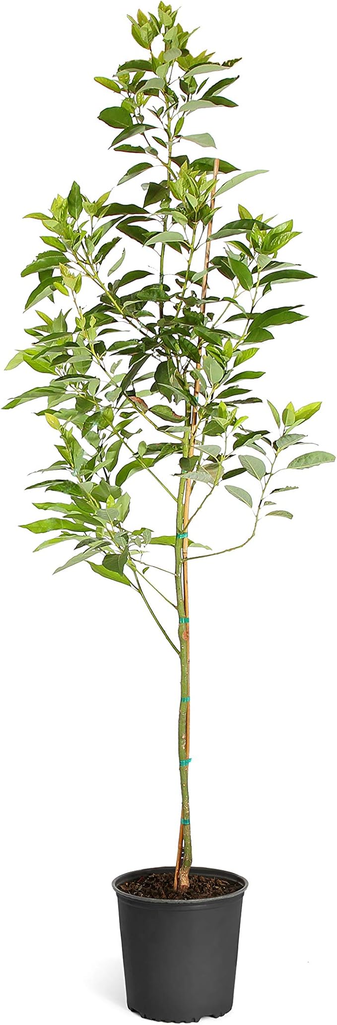 Brighter Blooms - Cold Hardy Avocado Tree, 5-6 ft. - No Shipping to AK, AZ, HI, OR