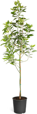 Brighter Blooms - Cold Hardy Avocado Tree, 5-6 ft. - No Shipping to AK, AZ, HI, OR