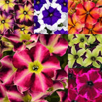 Rare Petunia Seeds for Planting - 300+ Beautiful Perennial Petunia Seeds Heirloom Flowers- High Germination Rate Open Pollinated
