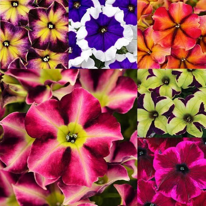 Rare Petunia Seeds for Planting - 300+ Beautiful Perennial Petunia Seeds Heirloom Flowers- High Germination Rate Open Pollinated