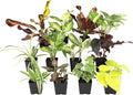 Easy to Grow Houseplants (12 Pack) Live House Plants in Plant Containers, Growers Choice Plant Set in Planters with Potting Soil Mix, Home Décor Planting Kit or Outdoor Garden Gifts by Plants for Pets