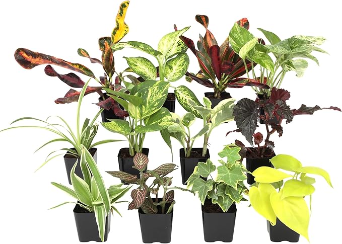Easy to Grow Live Houseplants (12 Pack), Deluxe Collection of Assorted Air Purifying Indoor Plants, Peperomia, Spider Plants, Pothos, Easy Plant Care, 2 in Pots, Begonia, Croton