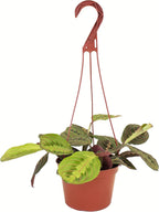 Shop Succulents Maranta Red, Hanging Live Indoor Plant, Prayer Plant, Easy Care Hanging Trailing Houseplant in Nursery Pot, Air Purifying Plant in Soil, Housewarming, Home Décor, Trails 1-2 Feet