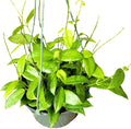 Hoya Fitchii - Rare & Easy-to-Care Wax Plant | Stunning Veined Foliage | Indoor Air Purifying Plant | Live Houseplant | CA Seller (Multiple Plants/Stems, 6" Hanging Pot)