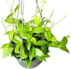 Hoya Fitchii - Rare & Easy-to-Care Wax Plant | Stunning Veined Foliage | Indoor Air Purifying Plant | Live Houseplant | CA Seller (Multiple Plants/Stems, 6" Hanging Pot)