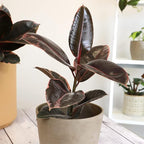 Ruby' Ficus Tree Live Plant (Variegated Rubber Plant), Ficus Elastica Live Plant Delivery, Easy Plant, Indoor Plants Live Houseplants, Real Plants, Live Plants Indoor Plant Decor by Plants for Pets