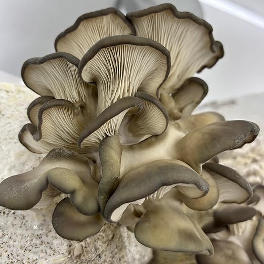 Mycelium All-in-One Mushroom Grow Bag – 6lb Sterilized Substrate with Oak, Soy Hull & Whole Oats Grain | Ready-to-Inoculate Grow Kit with Injection Port | Grow Lion’s Mane, Shiitake & Oyster Mushrooms