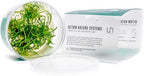Ultum Nature Systems Cryptocoryne Parva Tissue Culture Live Plant for Aquarium, Freshwater Fish Tank, Aquascaping - 100% Snail Free in Vitro