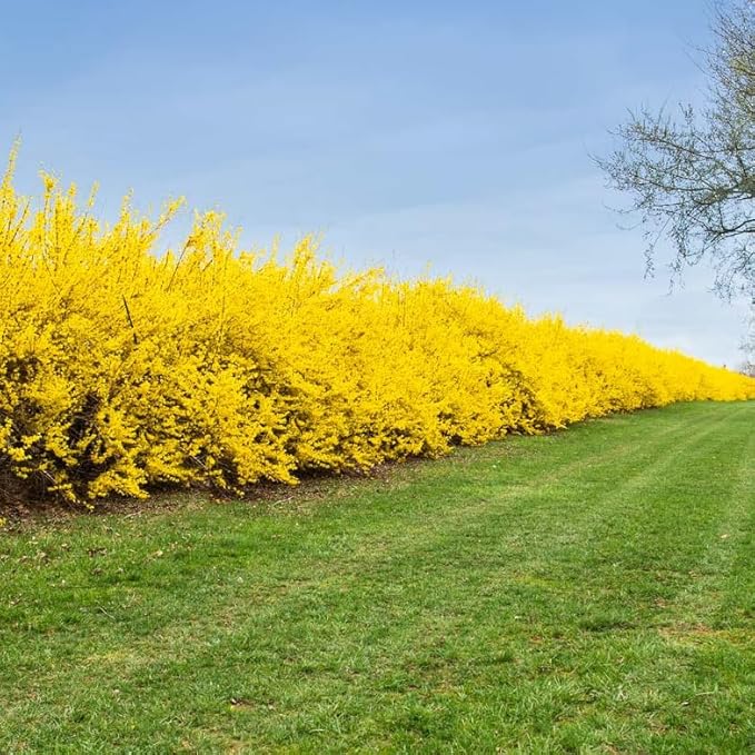 2 Lynwood Gold Forsythia Shrubs - 10-18" Tall Live Plants - Golden Bell Yellow Lynnwood Bushes/Trees - Forsythia x Intermedia 'Lynwood' - (2 Pack)
