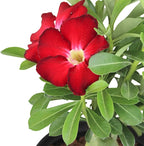 Red Desert Rose Plant Live Succulent, 1 Gal Grower Pot, Adenium Desert Rose Plant Live Indoor Houseplants & Outdoor Succulents, Easy Care Flowering Plants by Plants for Pets