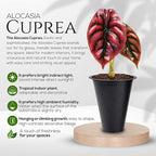 Alocasia Cuprea (4 Pack) Live Plant, Rare Indoor Alocasia, Metallic Leaf Elephant Ear, Tropical Houseplant Live, Starter Size Alocasia Plant, Exotic Foliage Houseplant for Home Decor Indoor Growing