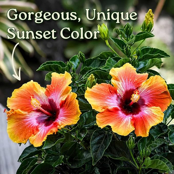 Hibiscus Bush - Fiesta Flower - Tropical Plants of Florida - 3 Gallon Pot - Overall Height 22" to 26" - Sunset Multicolor Blooms
