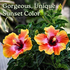 Hibiscus Bush - Fiesta Flower - Tropical Plants of Florida - 3 Gallon Pot - Overall Height 22" to 26" - Sunset Multicolor Blooms