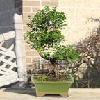 Chinese Sweet Plum