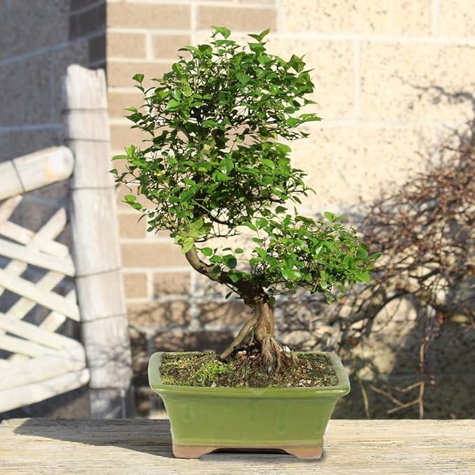 Chinese Sweet Plum