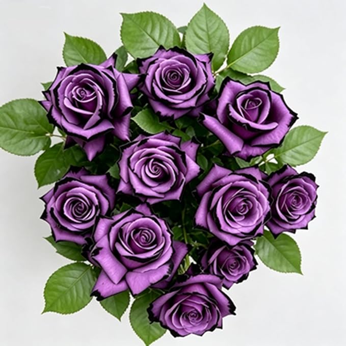 Rare Roses Seeds, 500 Pcs, Sunset Colored Blooming Plants for Garden Flower Beds, Borders & Cut Flowers, Prolific Outdoor Rose Seeds Thriving in Full Sun & Well-Draining Soil (Purple)