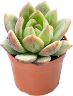 Sprout N Green Echeveria 'Champagne', 1 Pack Live Mini Succulent Plant Fully Rooted in 4" Pot, Real House Plant for Indoor Outdoor Home Office Wedding Decoration DIY Projects Party Favor