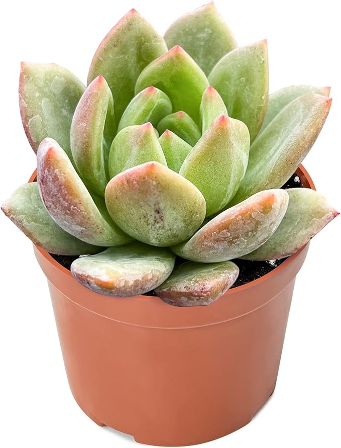 Sprout N Green Echeveria 'Champagne', 1 Pack Live Mini Succulent Plant Fully Rooted in 4" Pot, Real House Plant for Indoor Outdoor Home Office Wedding Decoration DIY Projects Party Favor