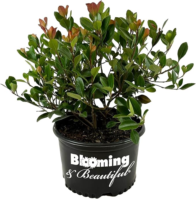 Blooming & Beautiful - Snow White Indian Hawthorn - 3 gal - Compact Evergreen Shrub - Fragrant White Cluster Flowers - Dark Green Foliage - Zones 7-9 - Rhaphiolepis Indica 'Snow White' - 3 Gallon Pot