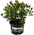Blooming & Beautiful - Snow White Indian Hawthorn - 3 gal - Compact Evergreen Shrub - Fragrant White Cluster Flowers - Dark Green Foliage - Zones 7-9 - Rhaphiolepis Indica 'Snow White' - 3 Gallon Pot