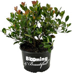 Blooming & Beautiful - Snow White Indian Hawthorn - 3 gal - Compact Evergreen Shrub - Fragrant White Cluster Flowers - Dark Green Foliage - Zones 7-9 - Rhaphiolepis Indica 'Snow White' - 3 Gallon Pot