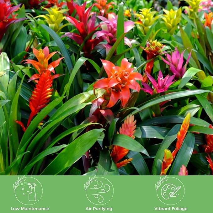American Plant Exchange Live Bromeliad Guzmania – 6-Inch Pot – Colorful Tropical Houseplant with Bright Long-Lasting Blooms, Easy Care Indoor Plant for Desks, Kitchens, Patios & Home Décor
