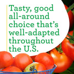 Bonnie Plants Celebrity Hybrid Tomato Live Vegetable Plants - 4 Pack, Disease-Resistant, 7 - 8 Oz. Fruit Size, 65 Day Harvest Time