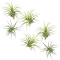 ragnaroc Air Plants - Tillandsia Ionantha Druid, Regular 2-3" - 6ct - Live Arrival Gauranteed - House Plants for Home Decor & Gift