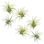 ragnaroc Air Plants - Tillandsia Ionantha Druid, Regular 2-3" - 6ct - Live Arrival Gauranteed - House Plants for Home Decor & Gift