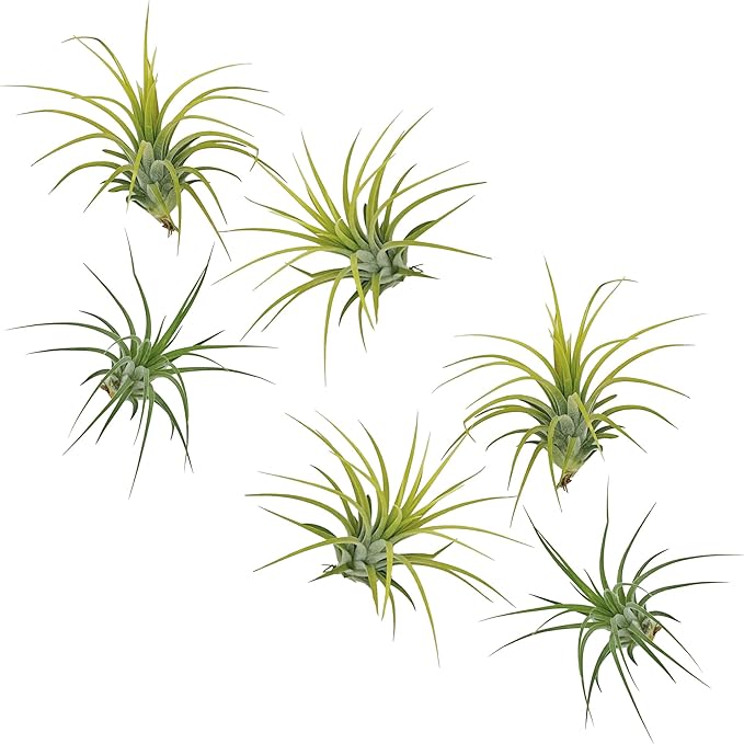 ragnaroc Air Plants - Tillandsia Ionantha Druid, Regular 2-3" - 6ct - Live Arrival Gauranteed - House Plants for Home Decor & Gift