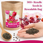 300+ Roselle Seeds for Planting - Hibiscus Sabdariffa, Jamaican Sorrel Seeds Cranberry Hibiscus, Red Roselle Seed for Flowers Tea & Jam Syrup, Warm Season Garden Flower Seed for Home Growing