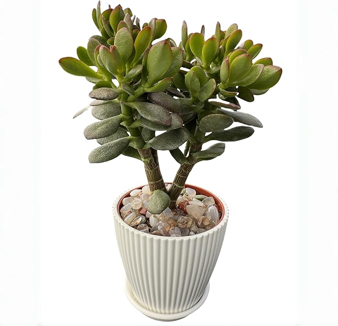 Sprout N Green Dwarf Jade with White Stripe Pot, Live Crassula Ovata Crosby's Compact, Rare Cute Succulent Plant in 4" Planter, Home Office Décor