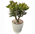 Sprout N Green Dwarf Jade with White Stripe Pot, Live Crassula Ovata Crosby's Compact, Rare Cute Succulent Plant in 4" Planter, Home Office Décor