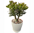 Sprout N Green Dwarf Jade with White Stripe Pot, Live Crassula Ovata Crosby's Compact, Rare Cute Succulent Plant in 4" Planter, Home Office Décor