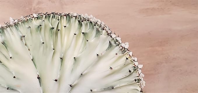 Euphorbia Lactea Cristata aka Coral Cactus in White Live Rare House Plants (All Plants are Fully Rooted Plants!) in 4" Pot by 3exoticgreen