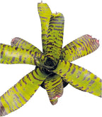 ragnaroc Live Plants – Bromeliad Neoregelia Dragon, 8-12" in 6" Pot - 1ct - Live Arrival Guaranteed - House Plants for Home Decor & Gift