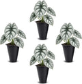 Alocasia Silver Dragon (4 Pack) Live Plant,Rare Indoor Alocasia,Silver Foliage Elephant Ear Plant,Tropical Houseplant Live, Starter Size Alocasia Plant,Houseplant for Home Decor and Indoor Growing