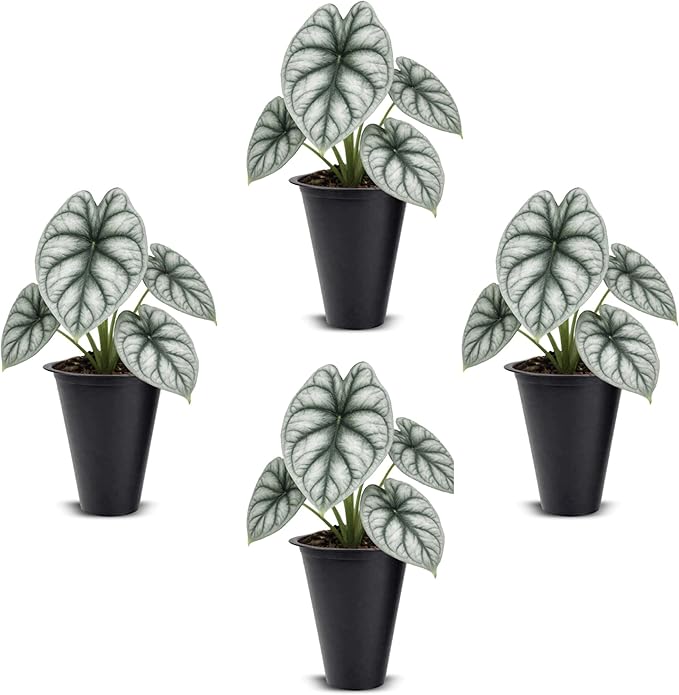 Alocasia Silver Dragon (4 Pack) Live Plant,Rare Indoor Alocasia,Silver Foliage Elephant Ear Plant,Tropical Houseplant Live, Starter Size Alocasia Plant,Houseplant for Home Decor and Indoor Growing
