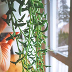 Sprout N Green String of Dolphins, Live Trailing Succulent Fully Rooted in 2" Pot, Home Office Wedding Decoration DIY Projects Party Favor, Easy to Care, Ideal Plant for Hanging, Keep Away from Pets